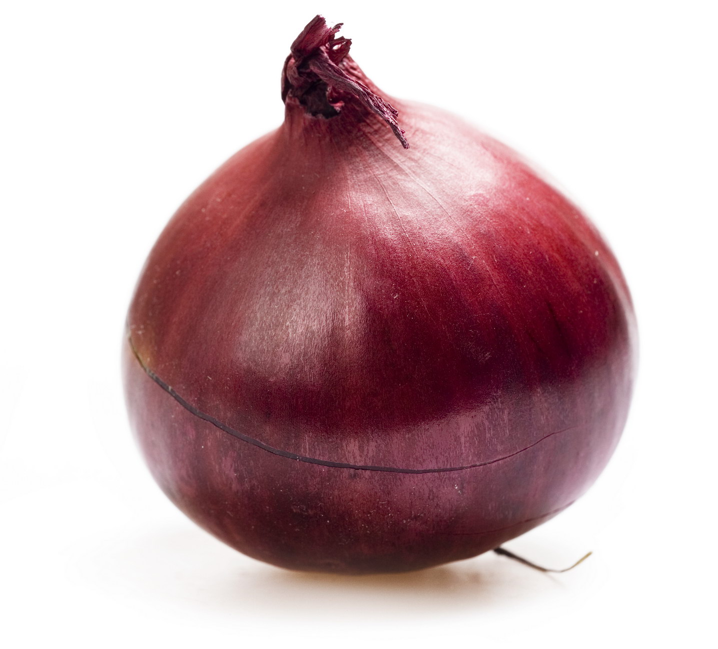 Cebola