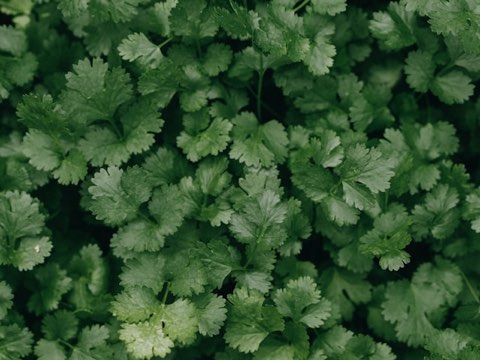Cheiro-verde